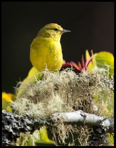 Western Tanager