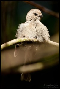 Bushtit