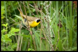 Common Yellowthroat