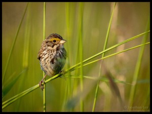 Savannah Sparrow