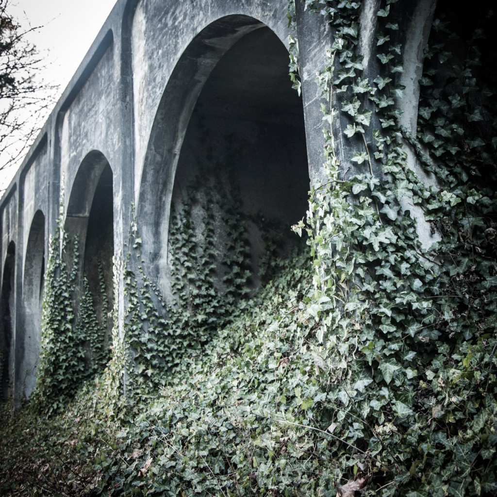 I'm not sure who brough English Ivy to Portland, but I hope they're happy. While this invasive weed can look neat on passing observation, it completely envelops anything it encounters, choking native trees and plants. It's a constant struggle to contain, as it's very difficult to remove.