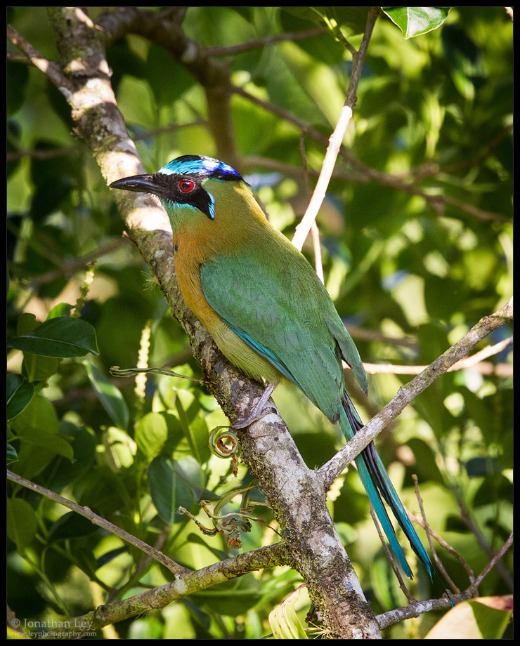 Blue-crowned Motmot