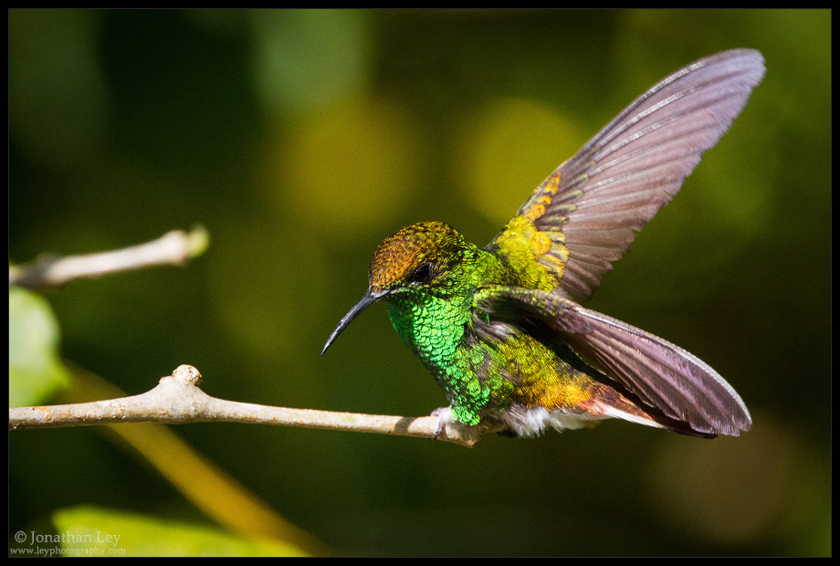 Coppery-headed Emerald