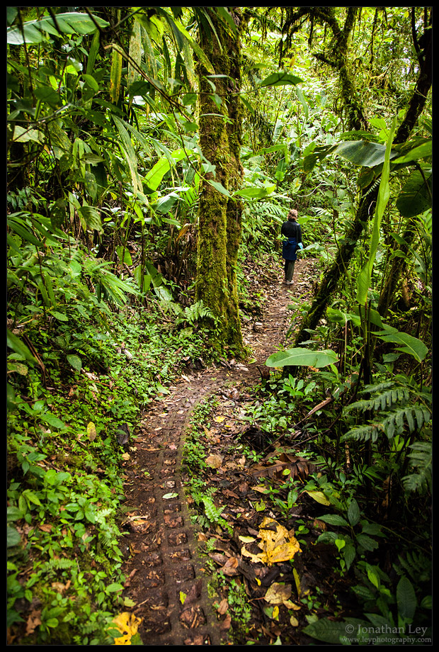 Monteverde trail Monteverde trail
