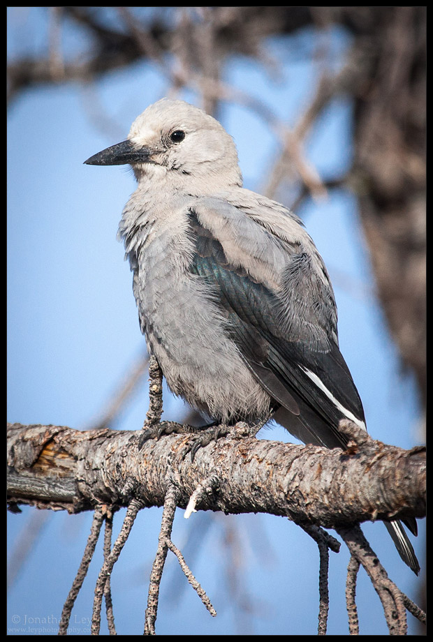 Clark's Nutcracker