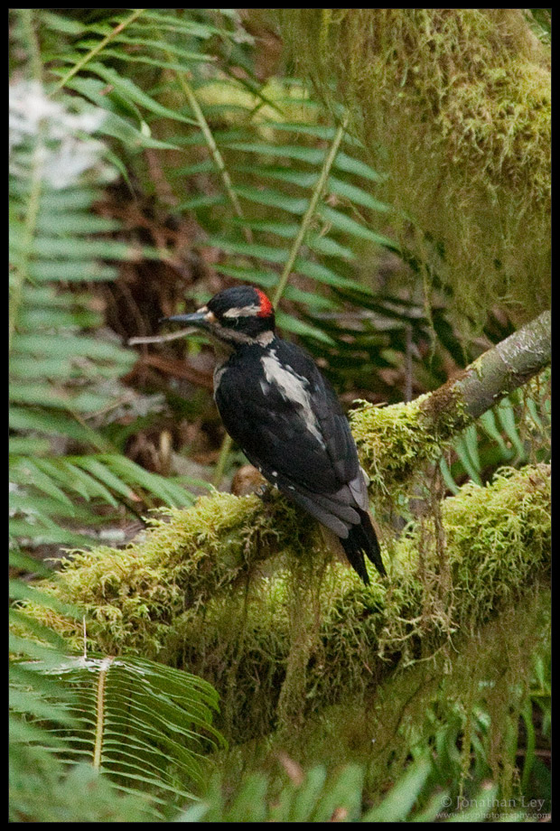 Hairy Woodpecker